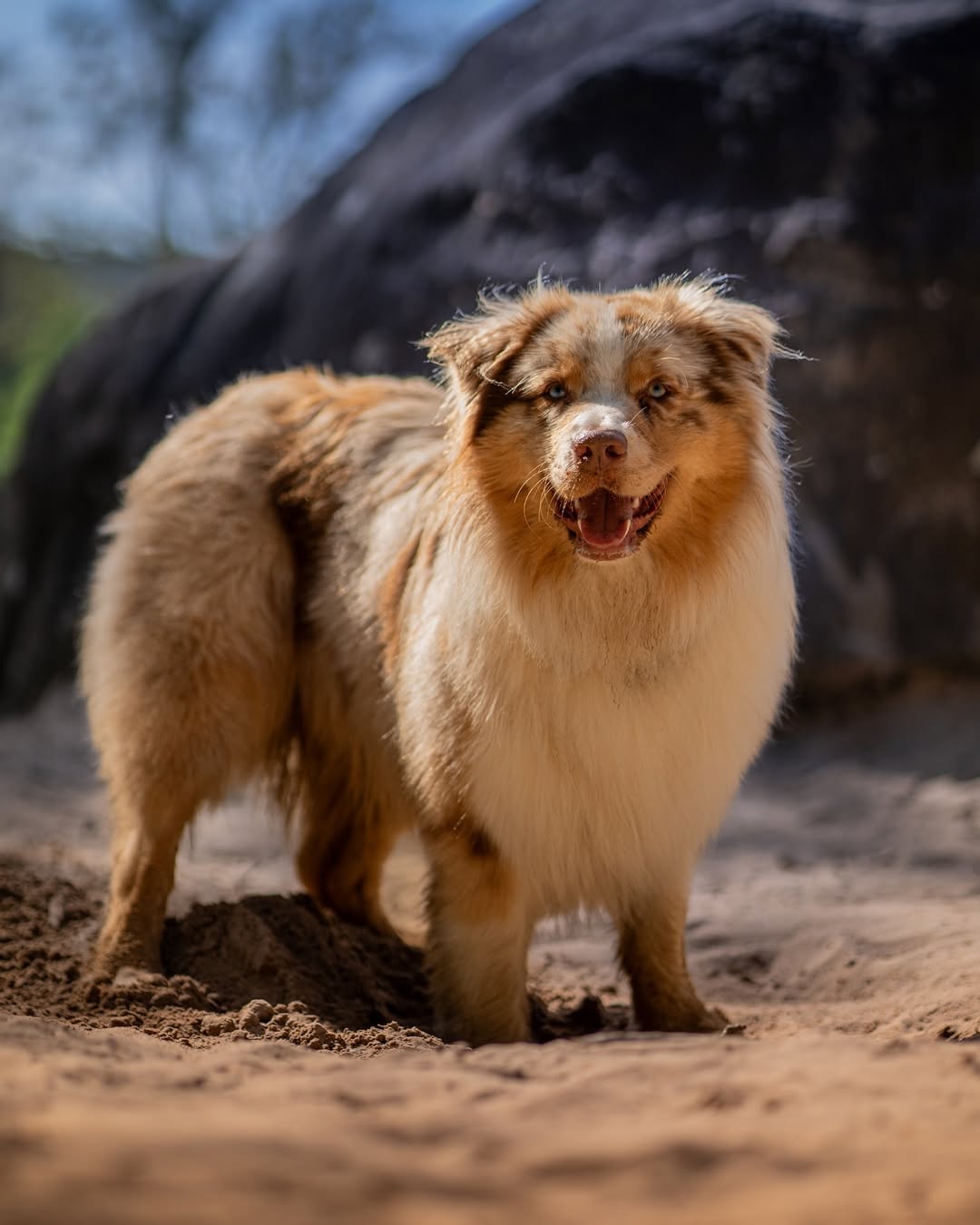 Berger australien red merle en lumière dorée — PictureVideoLab